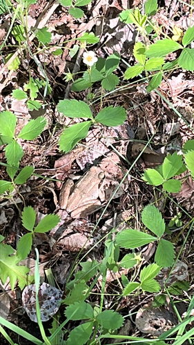 Wood Frog observed by mayabelbeck