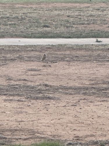 Burrowing Owl observed by kayakqueen