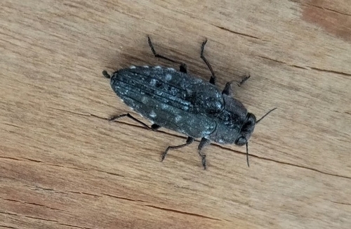 Chrysobothris merkelii