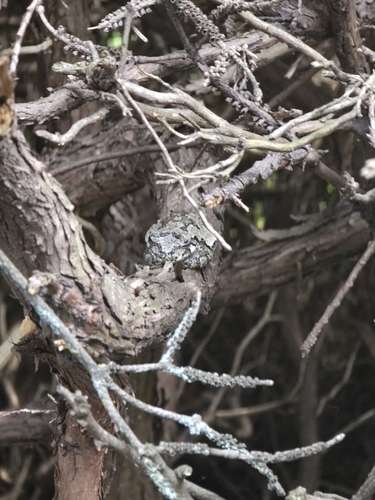 Grey Treefrog observed by louis158