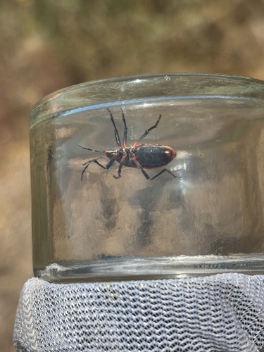 iNaturalist observation photo of Largus