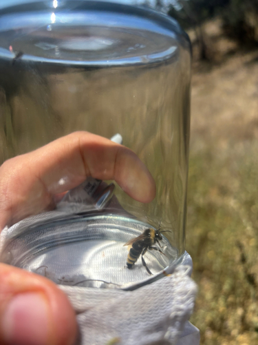 iNaturalist observation photo of California Bumble Bee