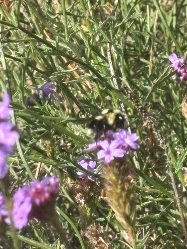 iNaturalist observation photo of Black-tailed Bumble Bee