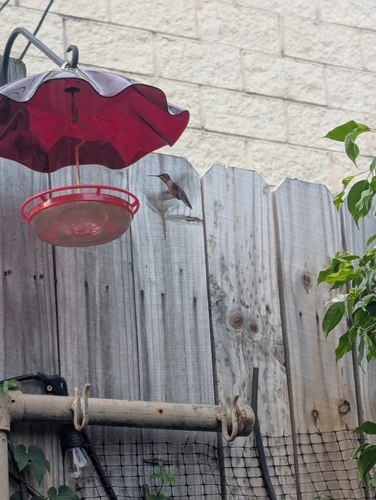 Ruby-throated Hummingbird observed by billbiskup