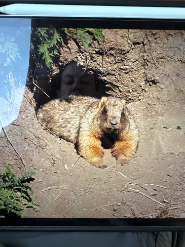 Grey Marmot