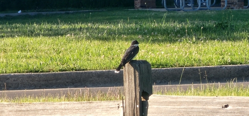 Eastern Kingbird observed by kori5758