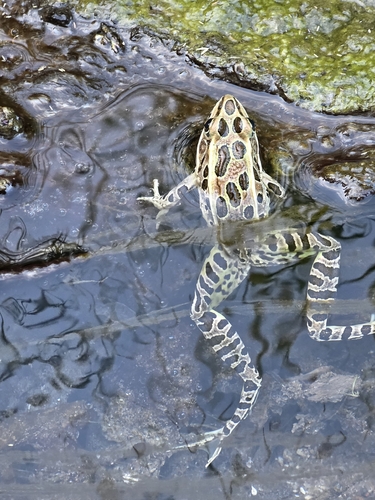 Northern Leopard Frog observed by jensto