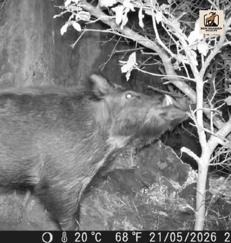 North African Boar