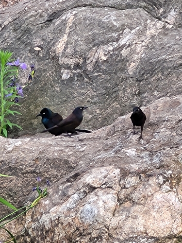 Common Grackle observed by andrea_mckenzie