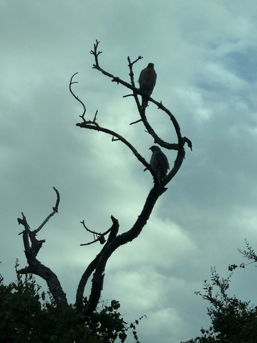Red-shouldered Hawk observed by jacqueline_latona