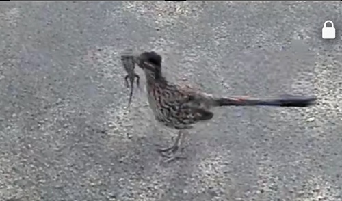 Greater Roadrunner observed by jumping_cactus