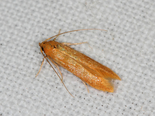 Tetanocentria