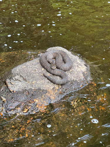 Common Watersnake observed by nicklanders15