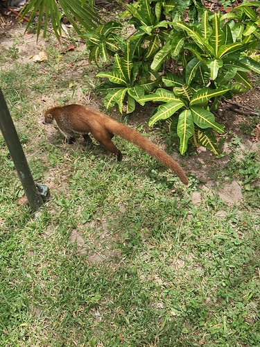 White-nosed Coati observed by shaun58737