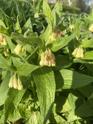 Tuberous Comfrey