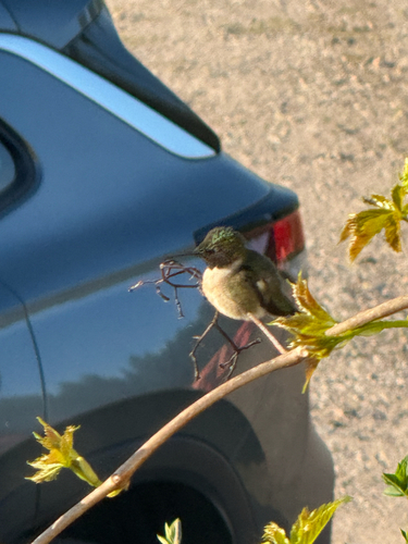 Ruby-throated Hummingbird observed by peterstinnissen
