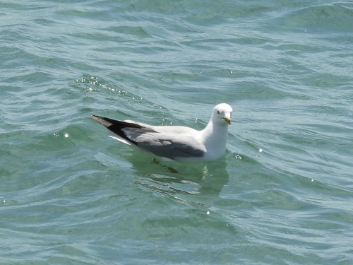 Ring-billed Gull observed by robin04