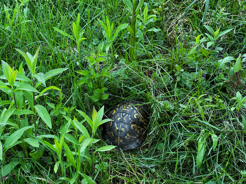 Eastern Box Turtle observed by zackmerritt