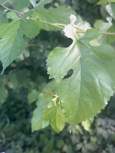 white mulberry