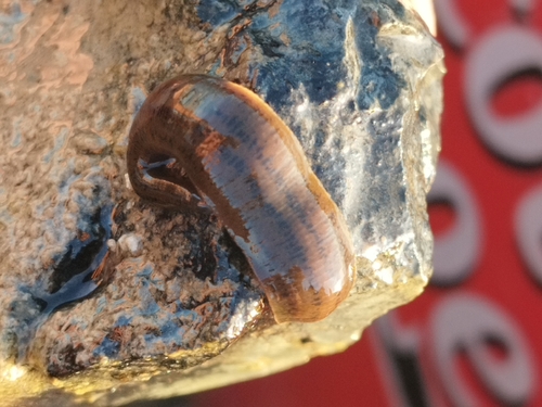 Erpobdella punctata