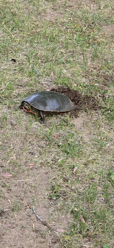 Painted Turtle observed by troyhibbitts