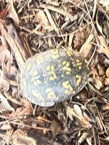 Eastern Box Turtle observed by calaver