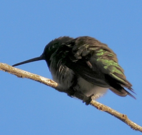 Ruby-throated Hummingbird observed by beckytrimble