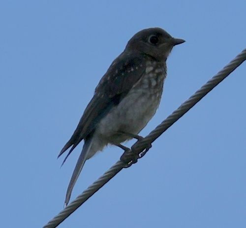 Eastern Bluebird observed by beckytrimble