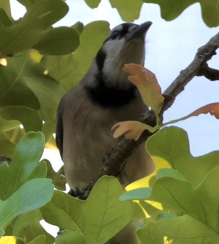 Blue Jay observed by beckytrimble