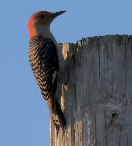 Red-bellied Woodpecker observed by beckytrimble