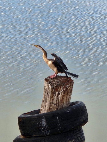 Australasian Darter