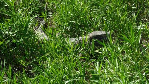 Lagarto overo (Biodiversidad de las Facultades de Agronomía y ...