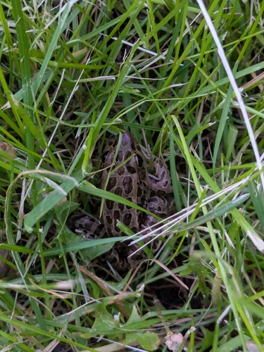 Northern Leopard Frog observed by bumblesarethebombus