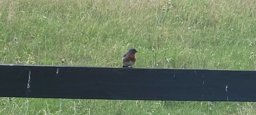 Eastern Bluebird observed by jaycarper