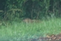 Groundhog observed by chrissy98