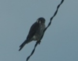 American Kestrel observed by chrissy98