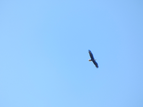 Bald Eagle observed by atthenius