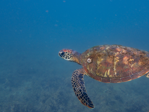 Green Sea Turtle observed by limegreenwombat