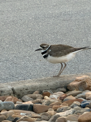 Killdeer observed by drholden