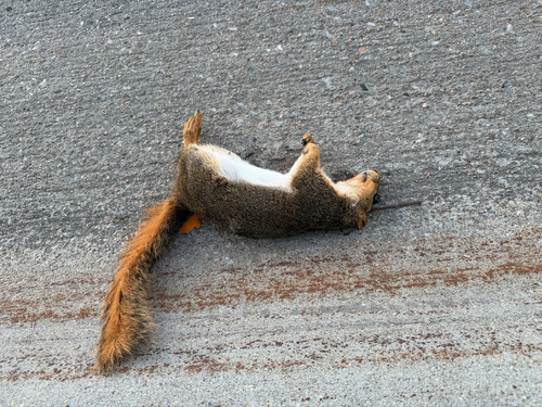 Eastern Fox Squirrel observed by mijoutside