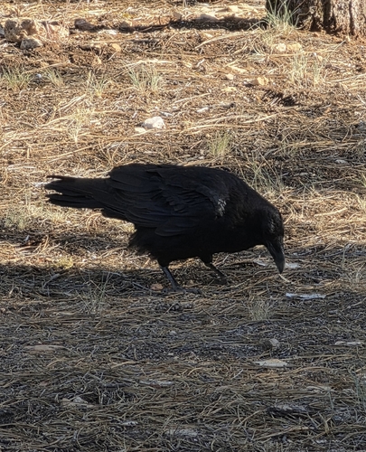 Common Raven observed by tonyg