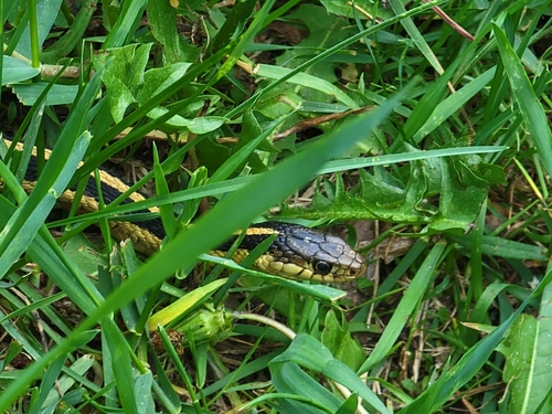 Common Garter Snake observed by deannbradley2