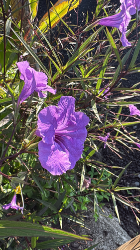 Mexican Ruellia