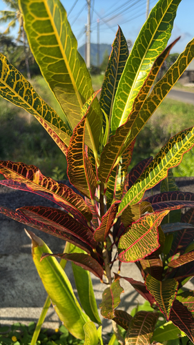 Variegated Croton