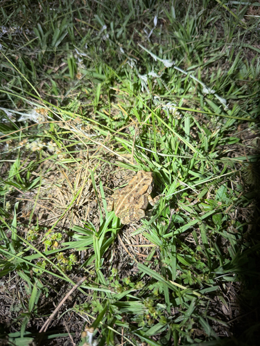 Fowler's Toad observed by katharinerosee
