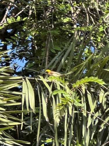 Baya Weaver