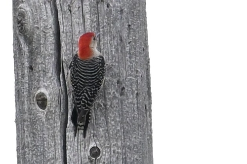 Red-bellied Woodpecker observed by anteaterk