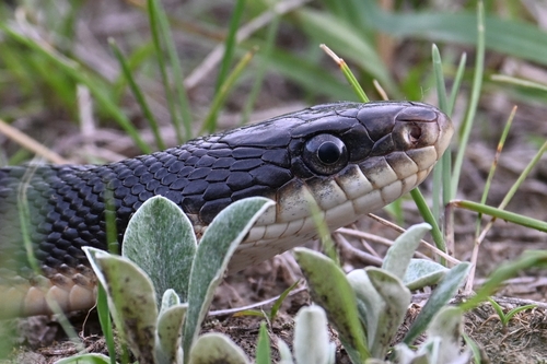 Western Ratsnake observed by anteaterk