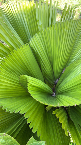 Vanuatu Fan Palm