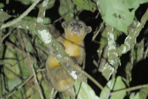 Kinkajou